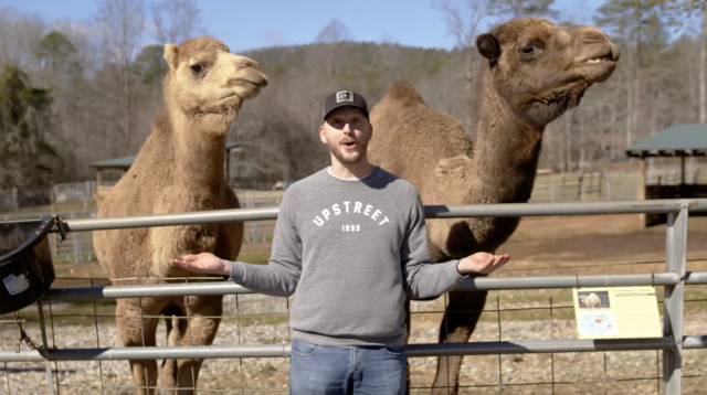 Jeff Johnson posing with two camels